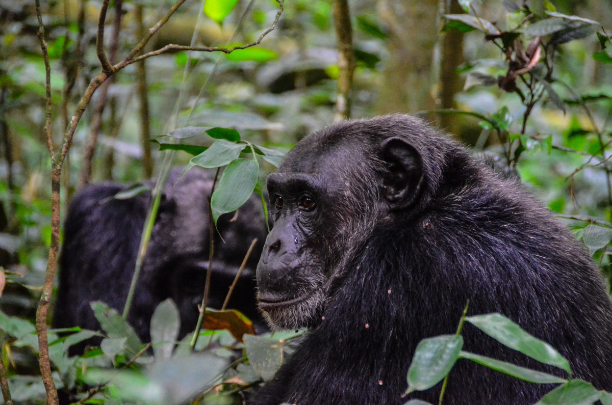 7-Day Uganda Primate & Wildlife Safari