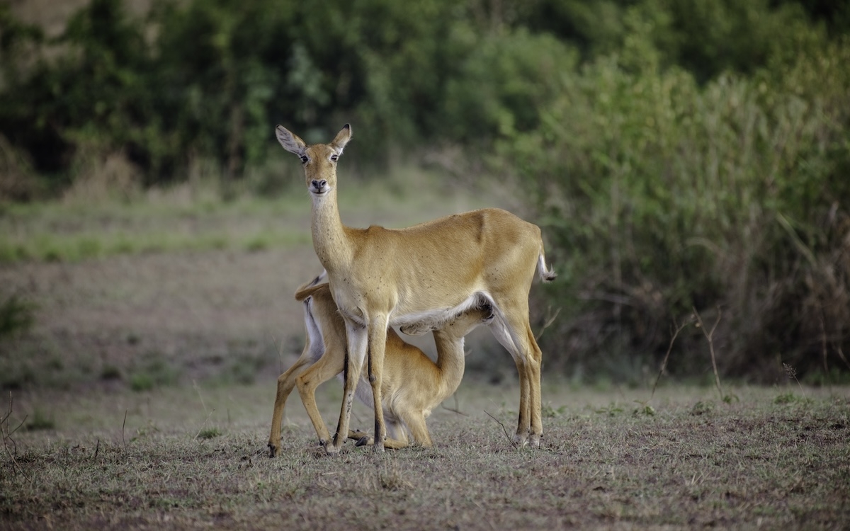 3 Day Adventurous Safari to Queen Elizabeth National Park