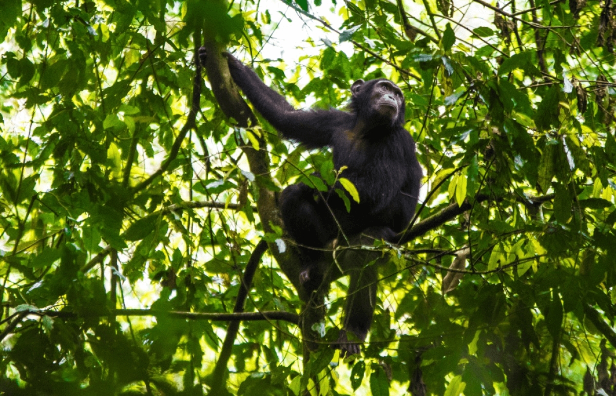 5 Days Uganda Gorillas, Chimpanzees and Wildlife Safari