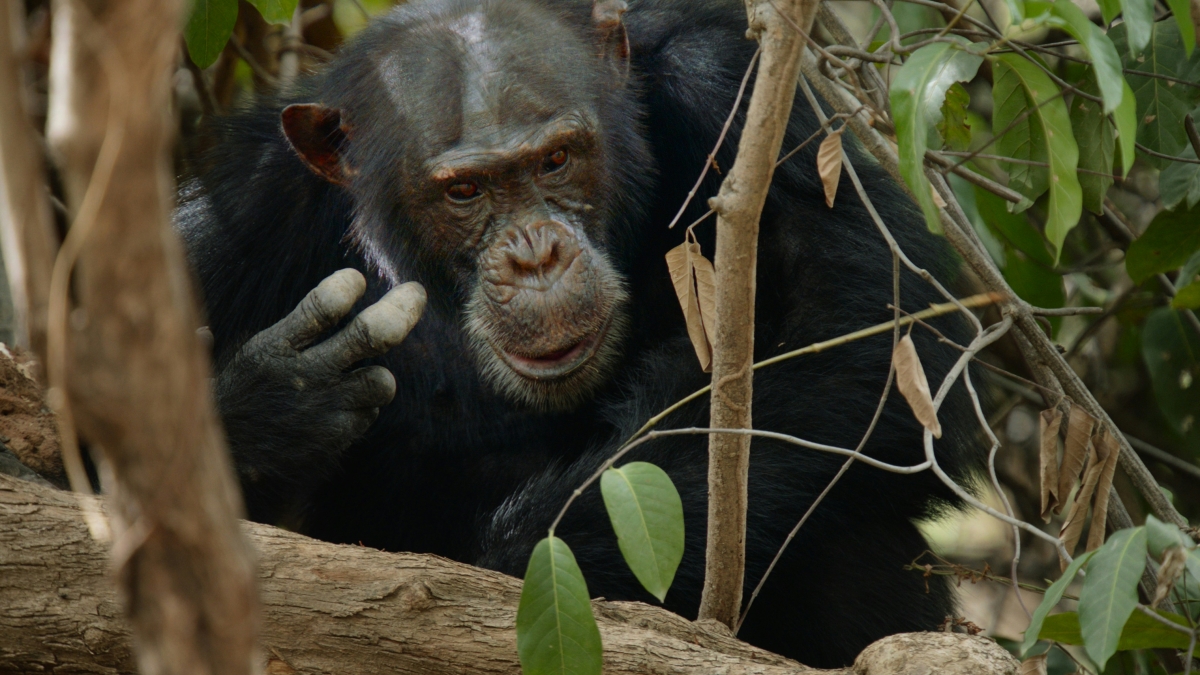 6 Day Uganda Primate Safari and Wildlife Tour