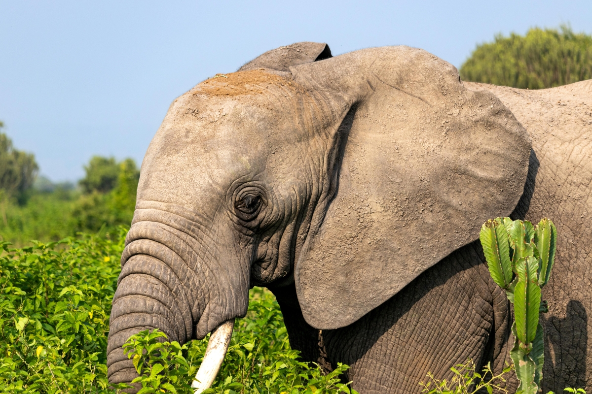 7-Day Customizable Gorilla, Chimpanzee & Wildlife Safari