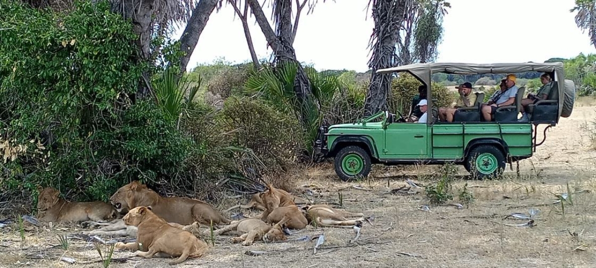 1-DAY PRIVATE SAFARI : ZANZIBAR TO NYERERE NATIONAL PARK BY FLIGHT