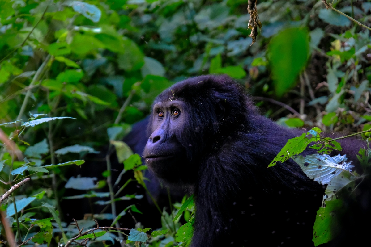 6-Day Rwanda Primate Safari