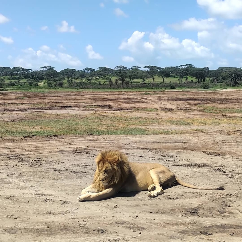 2-Day Mikumi Classic Safari - Budget Edition (from Dar Es Salaam)