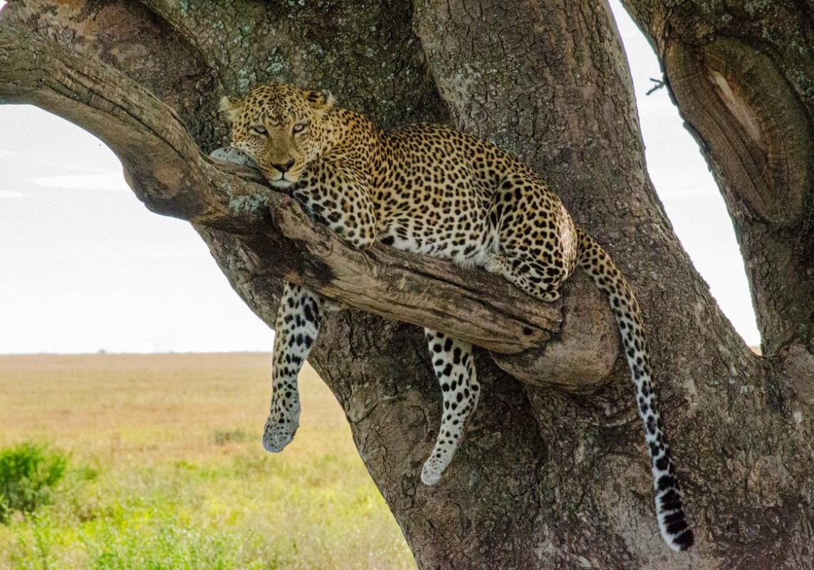 Explore Masai Mara & Lake Nakuru in 4 Days – Group Safari with Economy Lodging