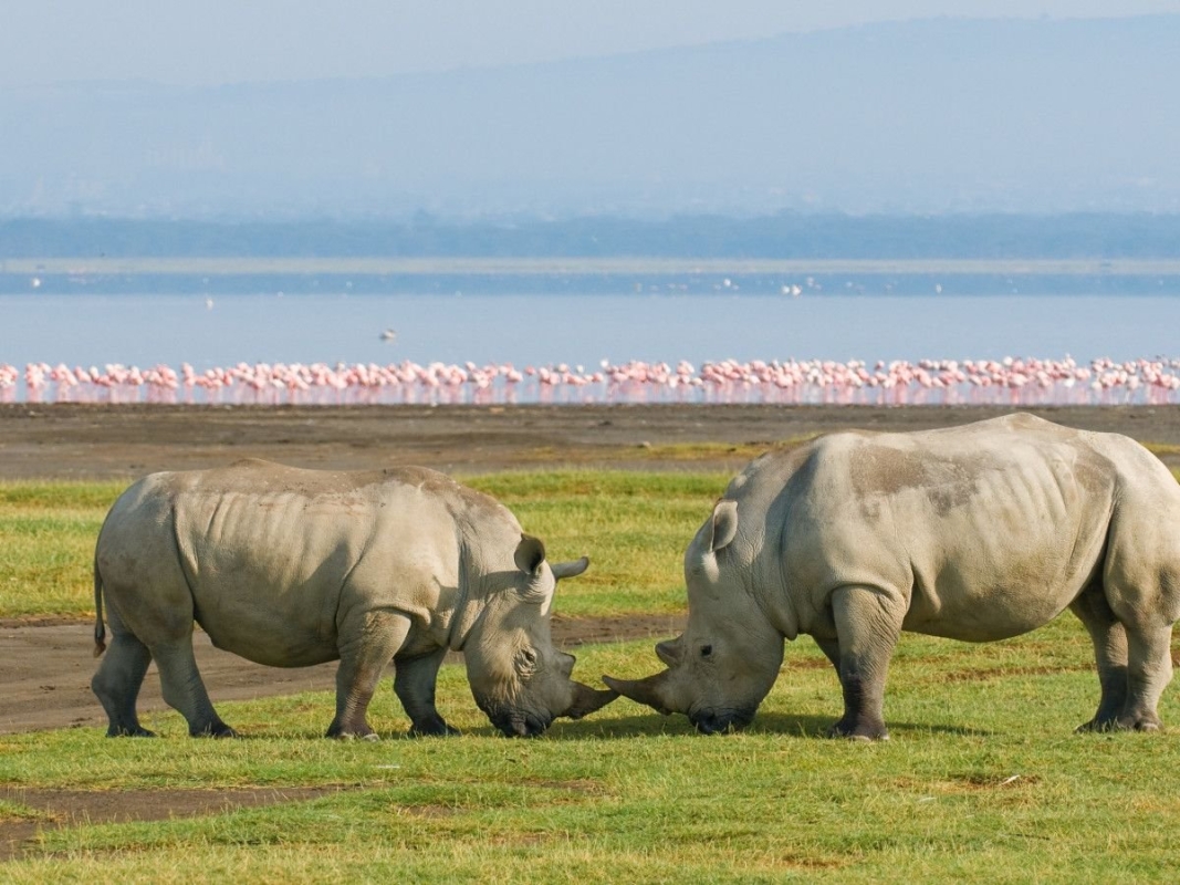 Marvels of Kenya Safari Tour