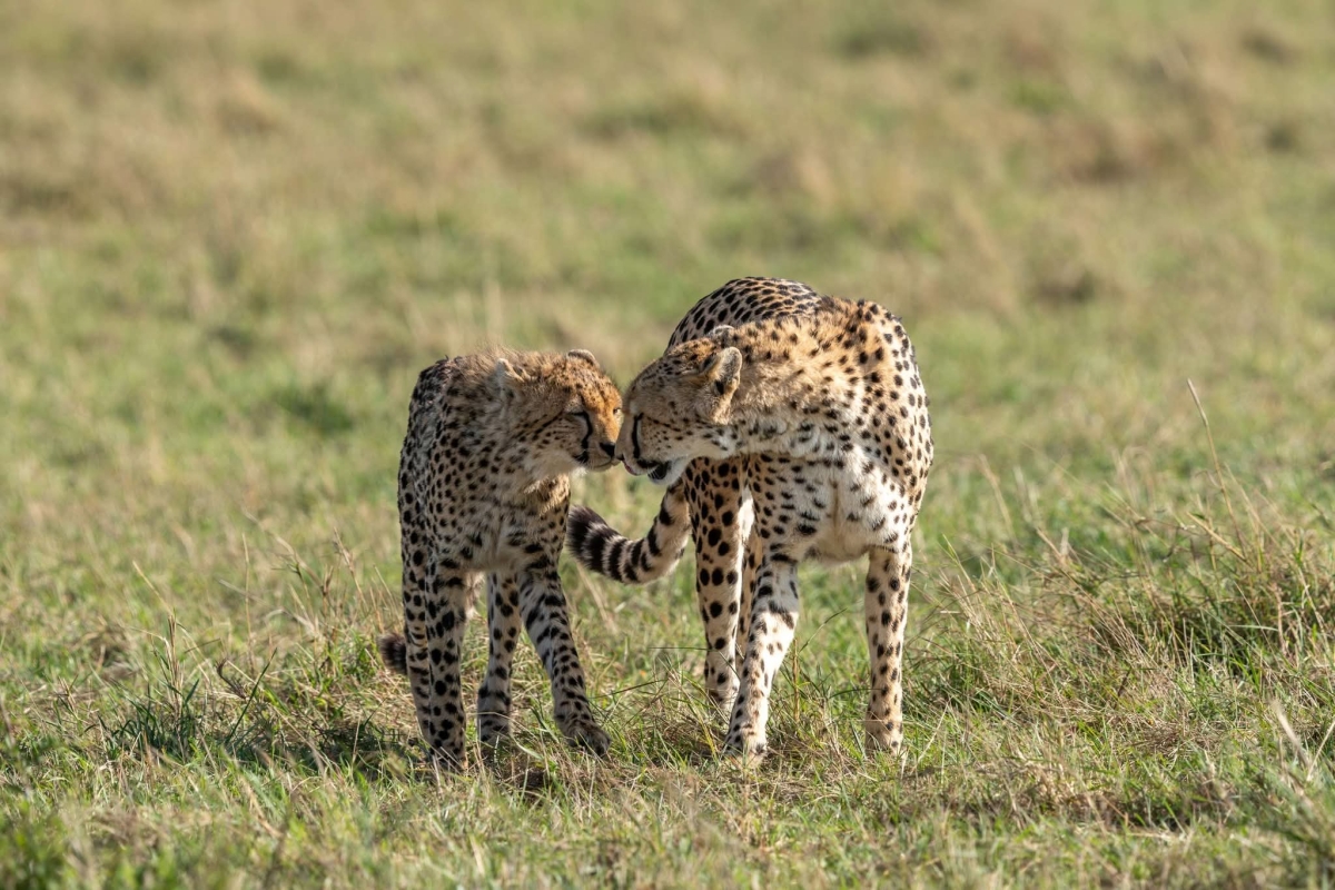 Kenya Classic Safari