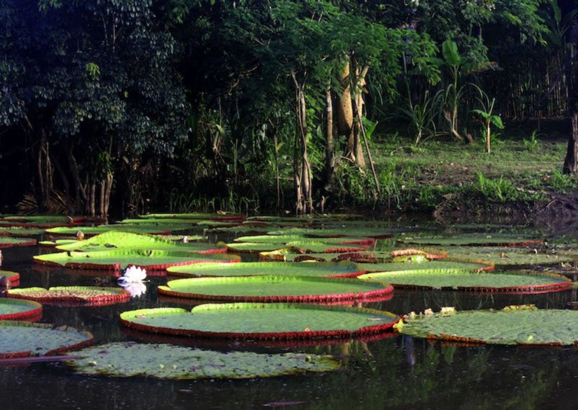 3 Days Amazon Jungle Adventure