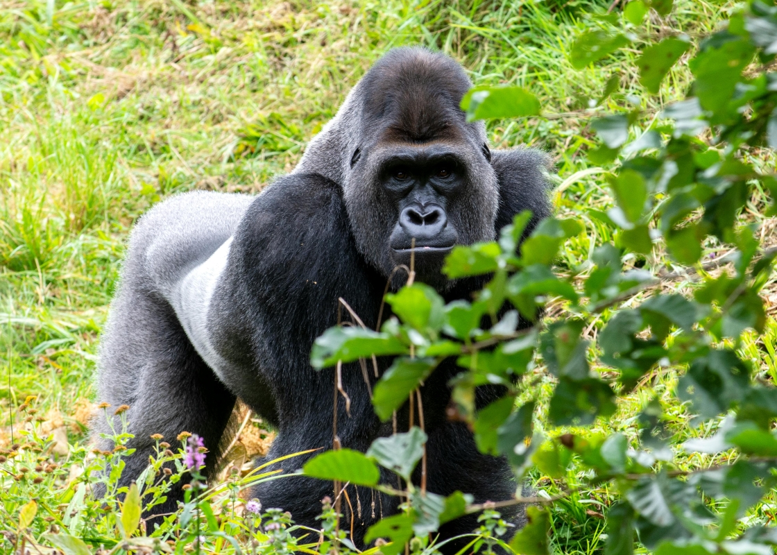 14 DAYS CONGO – UGANDA EXPLORER SAFARI