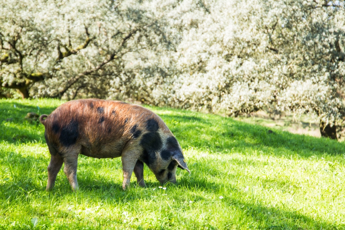 Dehesa pig farm and iberian tasting day trip