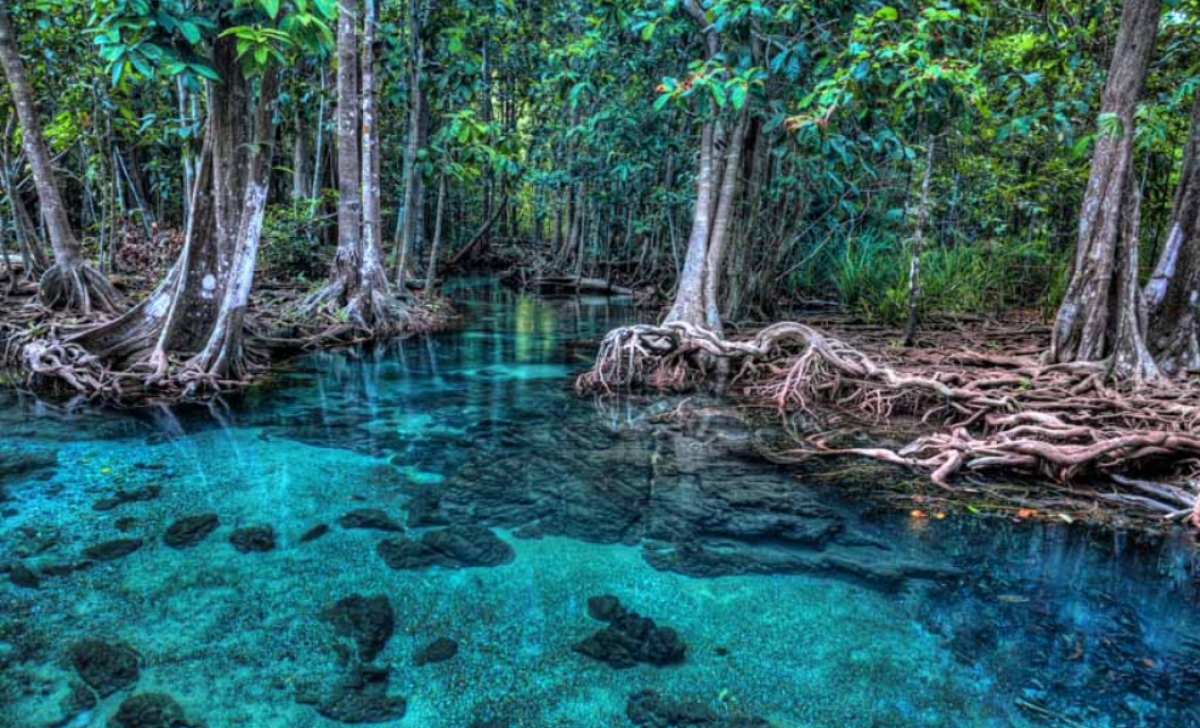 One Day Jungle Tour (Emerald Pool+Hot Spring Waterfall+Tiger Temple)