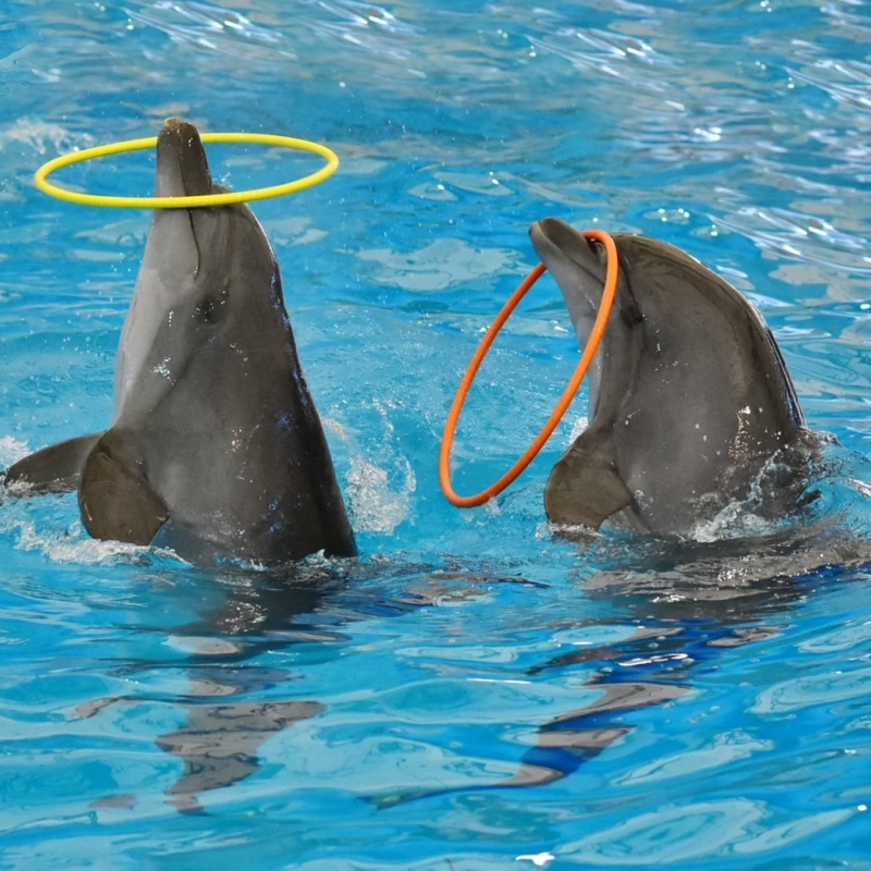 Dolphins Bay Show Phuket