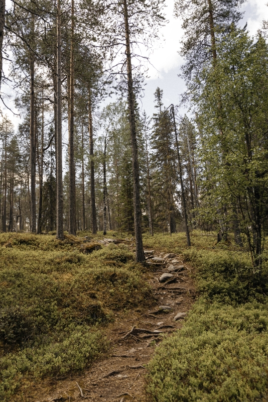 Lapland Berry Day Experience