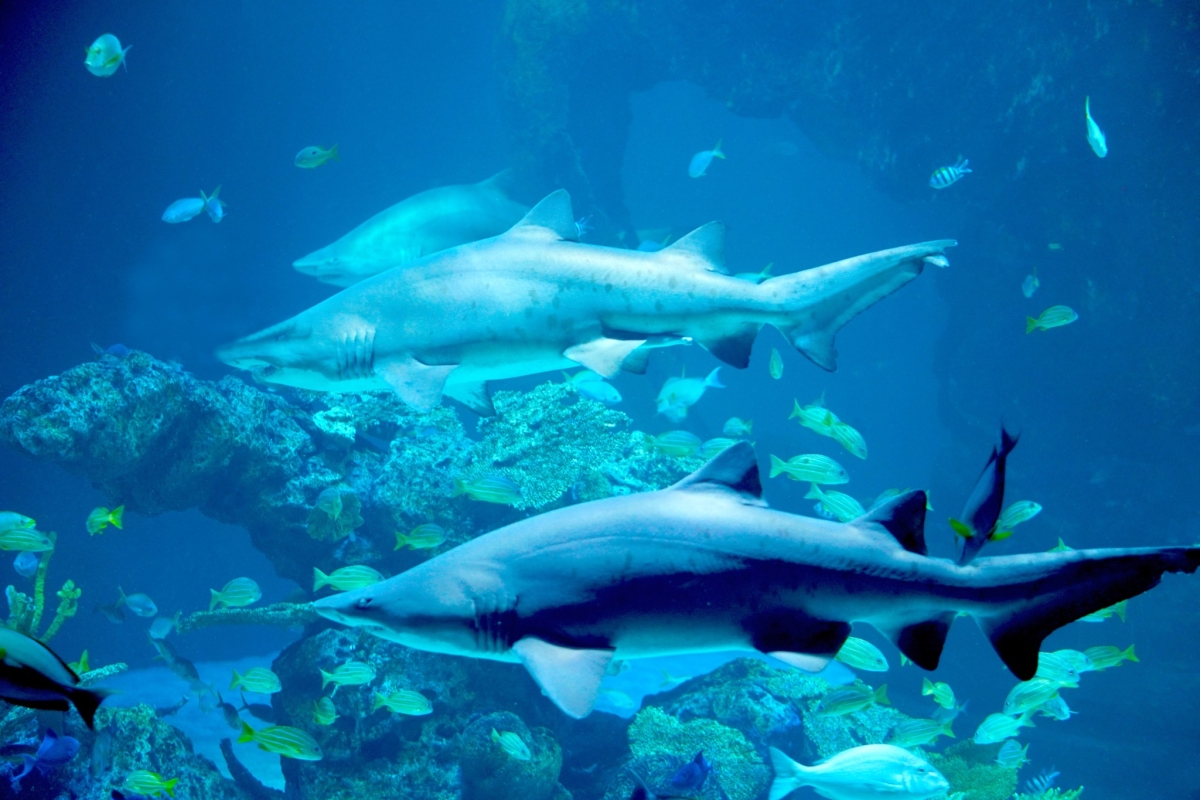 Aquaria Phuket Ticket