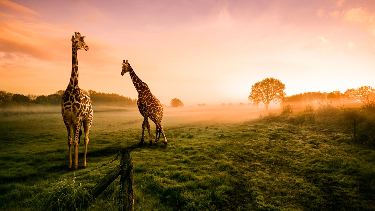 Spectacular Serengeti Safari