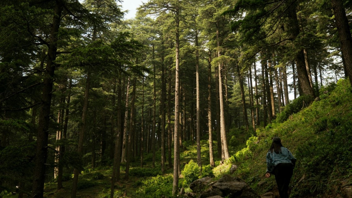 Phulchoki Day Hiking from Kathmandu - 1 Day