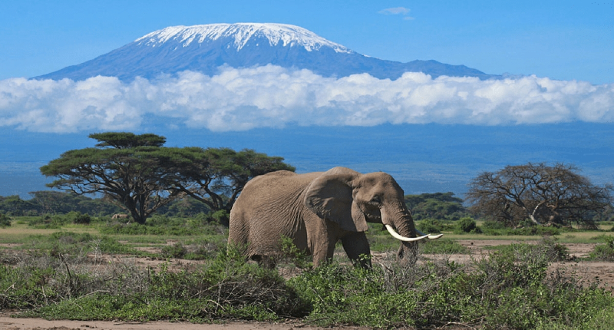 3 Days Amboseli Safari