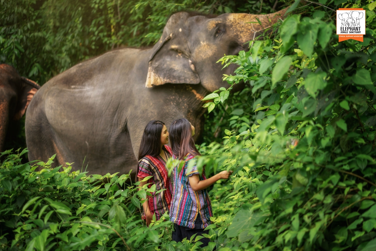 Elephant Jungle Sanctuary Phuket - Walk with elephant