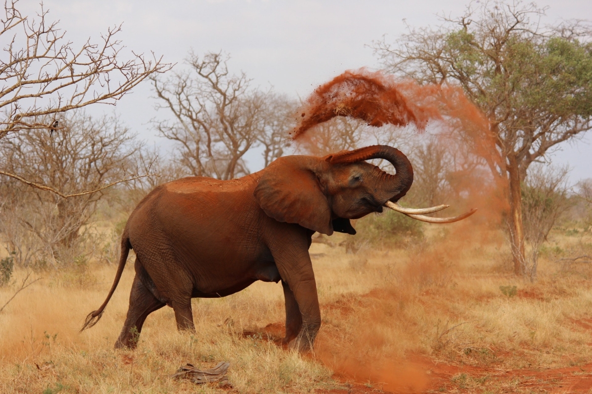 2-day safari from Mombasa or Diani to Tsavo East National Park