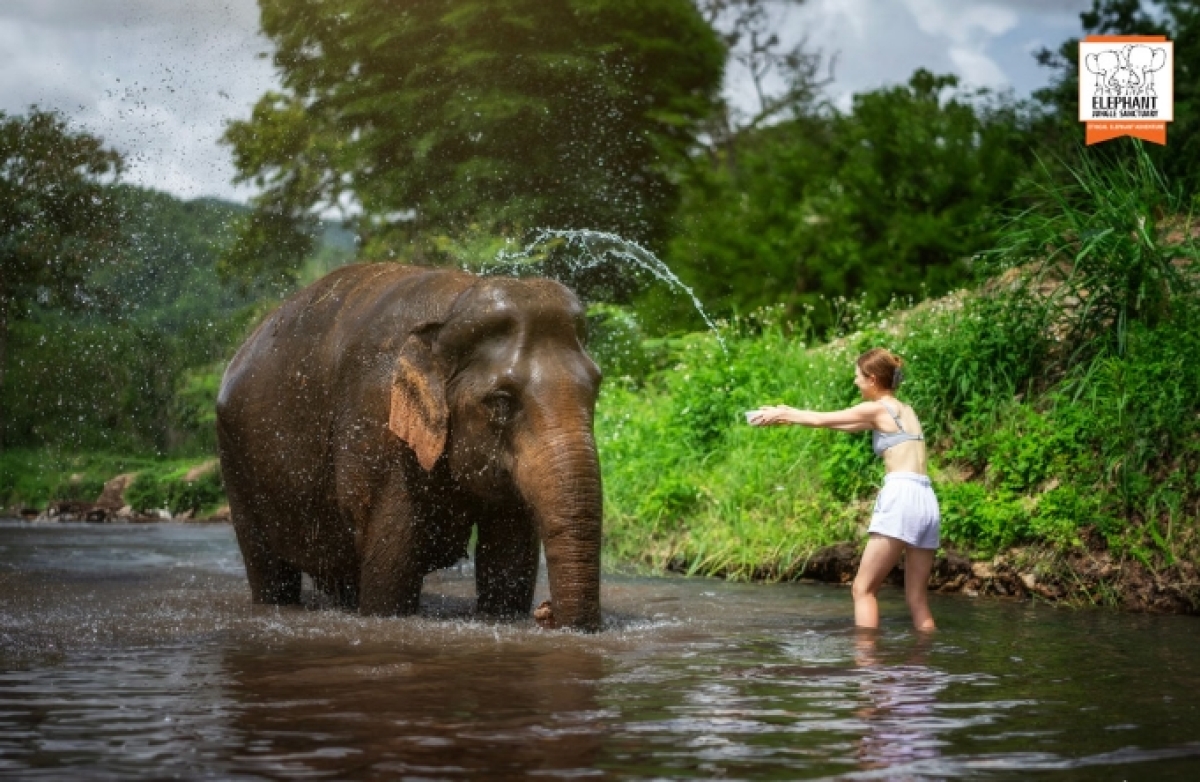 Elephant Jungle Sanctuary Chiang Mai - Half day tour