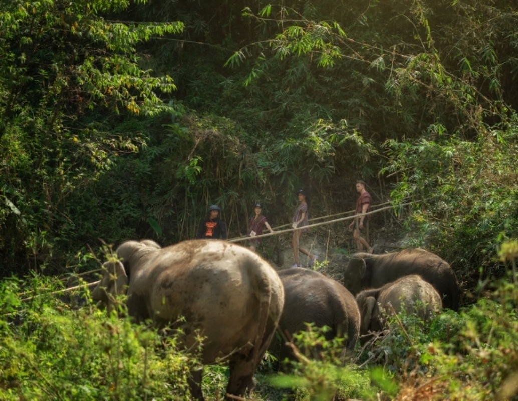 Elephant Jungle Sanctuary Chiang Mai - Full day visit
