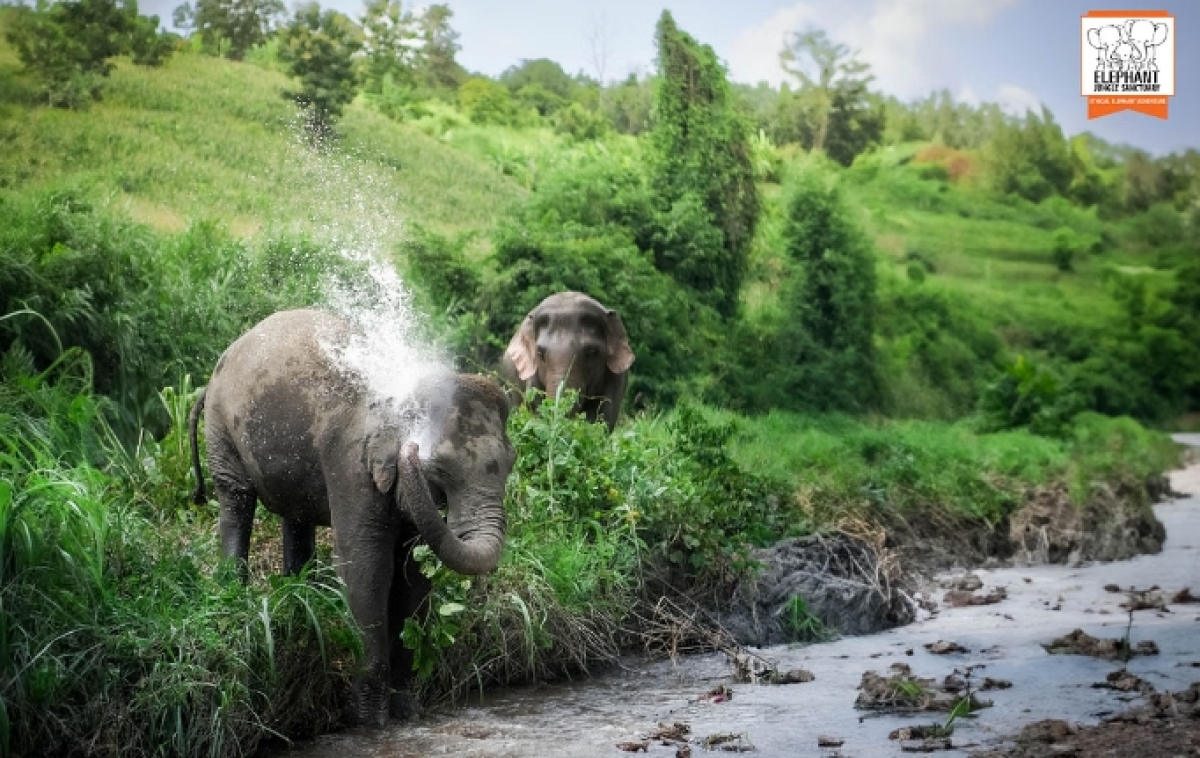 Elephant Jungle Sanctuary Chiang Mai - Walk With Elephant