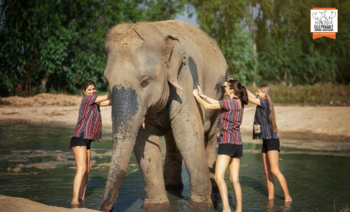 Elephant Jungle Sanctuary Pattaya - Half day tour