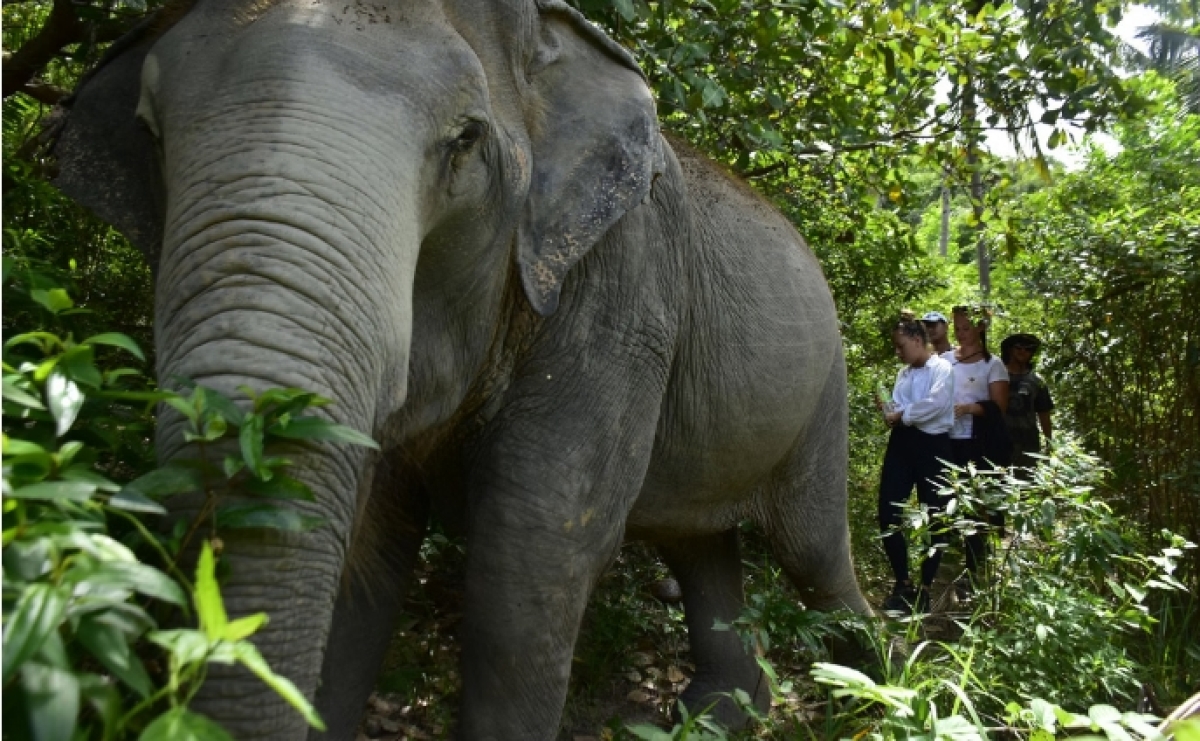 One day walk with Elephant Sanctuary Samui