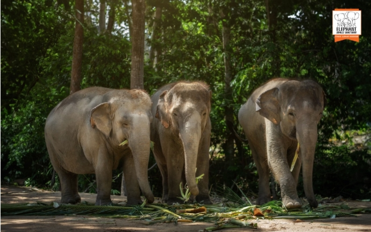 Half day Visit Elephant Sanctuary Samui