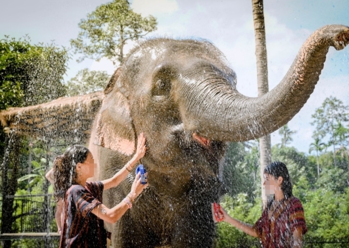 Feed and Shower with Elephant Sanctuary Samui
