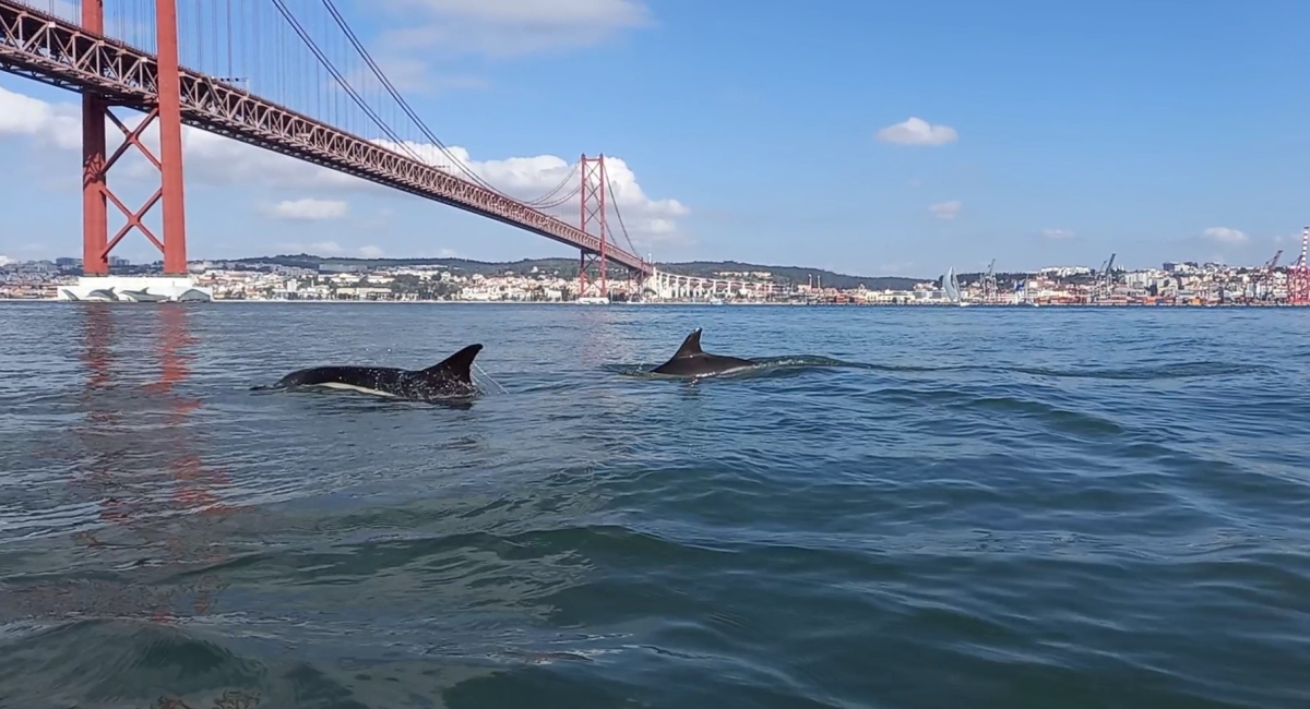 Dolphin Watching Lisbon