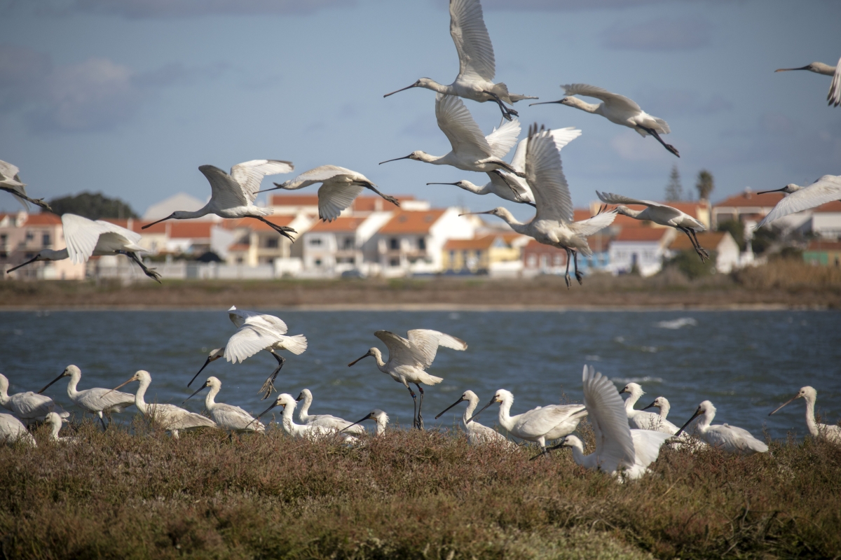 Lisbon Birdwatching in the Tagus Estuary by Boat