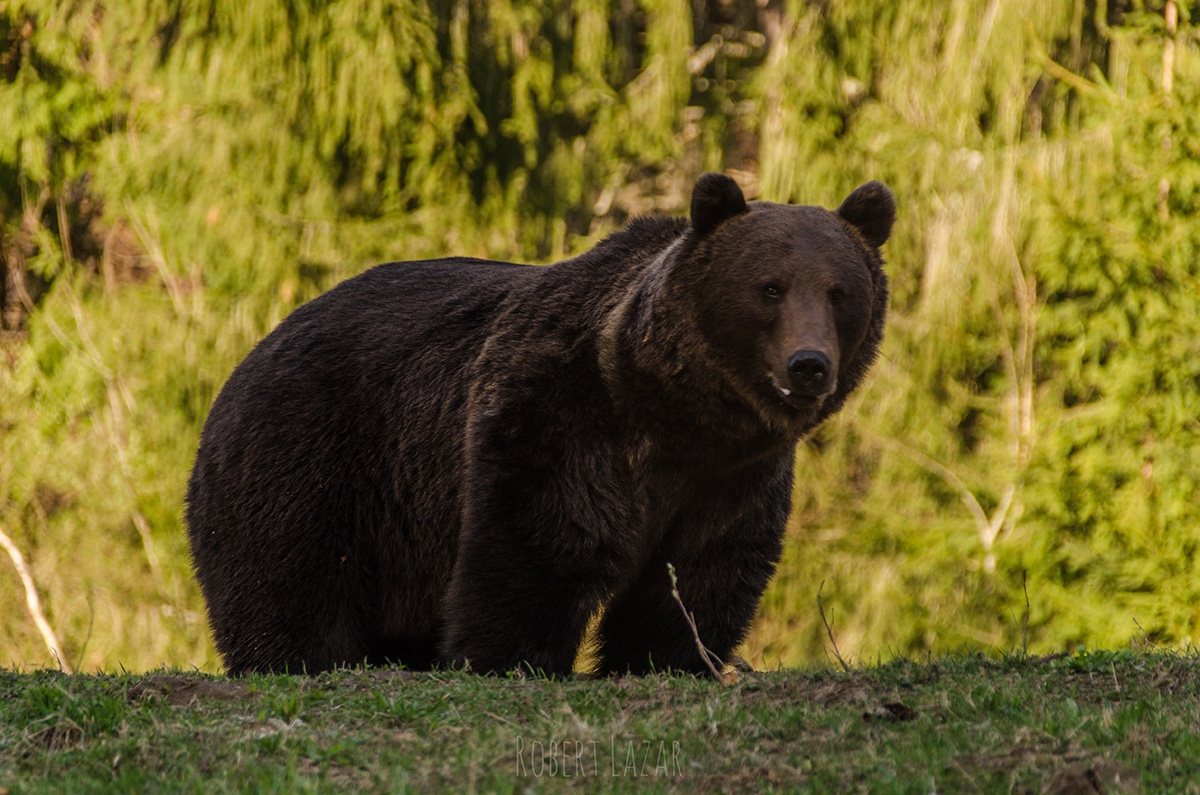 Day Trip & Bear watching in the Land of Volcanoes