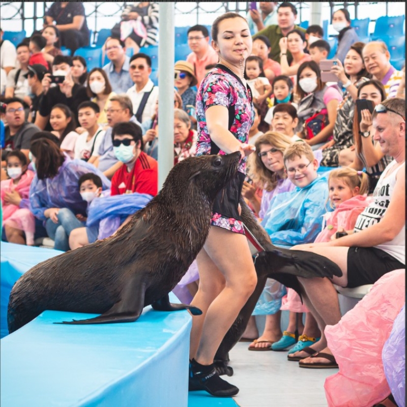 Regular Ticket to Dolphin Show in Pattaya (Only Ticket)