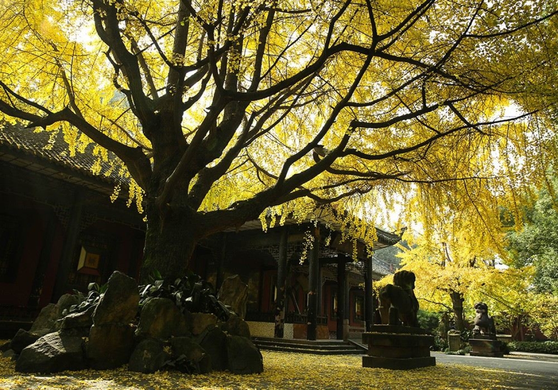 One-Day Tour of Wuhou Shrine in Chengdu