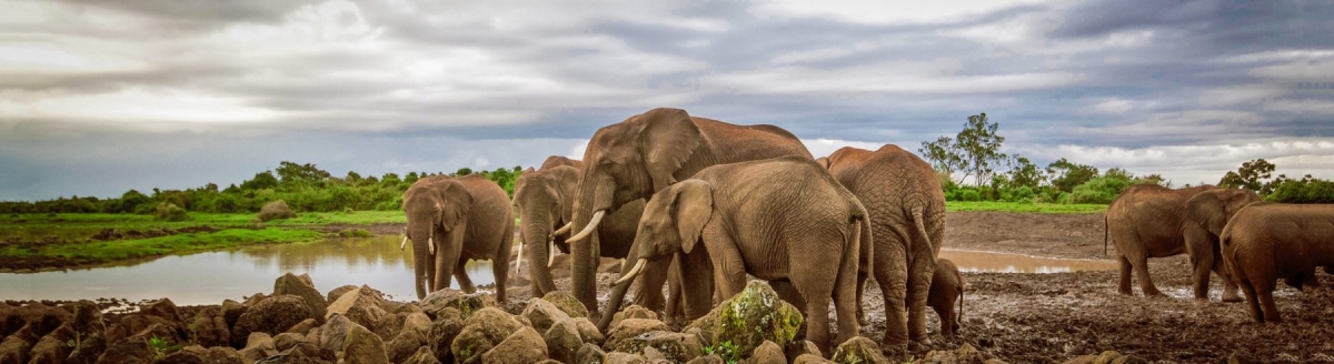 Wild & Scenic Kenya – A 7-Day Signature Safari