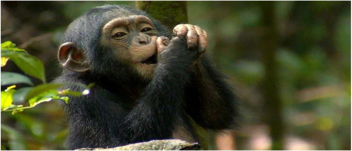 7 Days Uganda Gorilla and Chimpanzee Trekking Safari