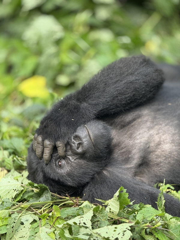 9 Days Big Five Gorilla Trekking & Chimpanzee Trekking Wildlife Safari to Uganda