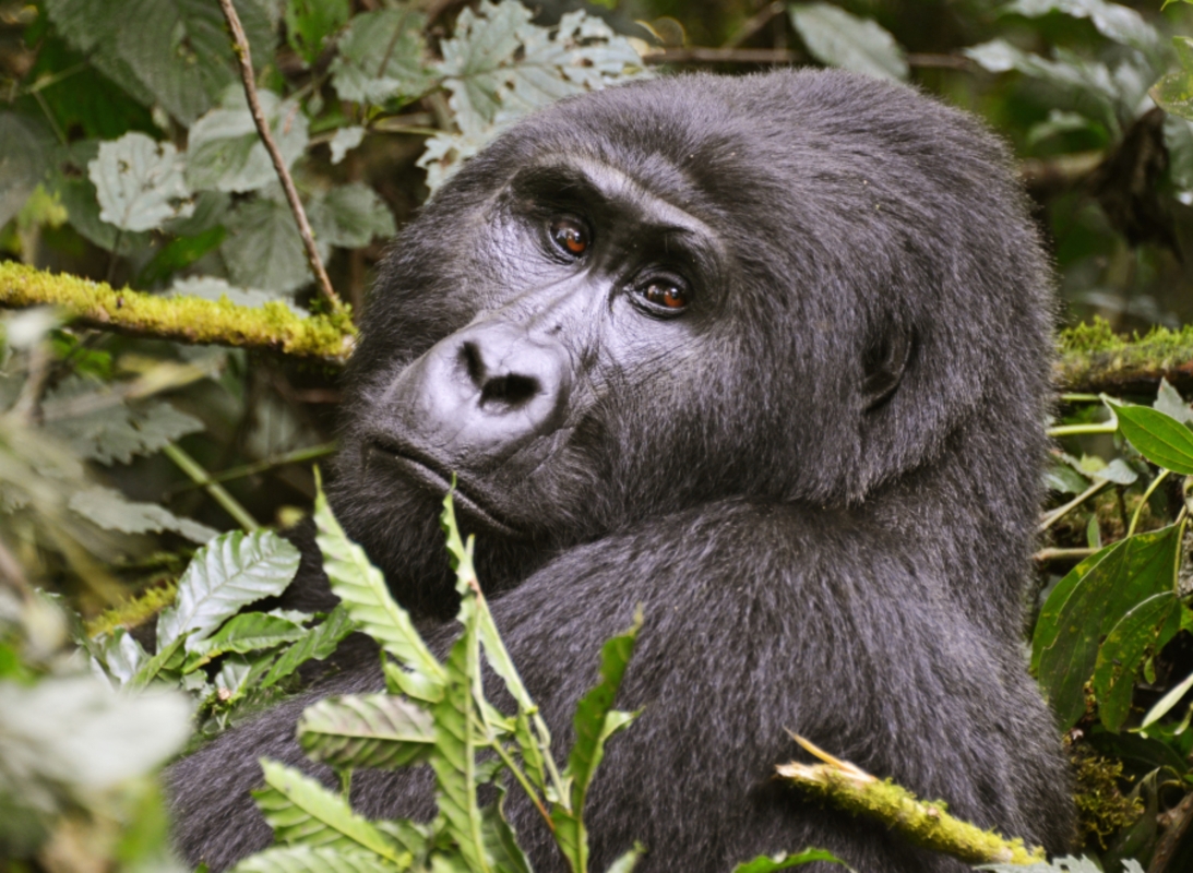 4 Days Gorilla trekking Safari to Uganda