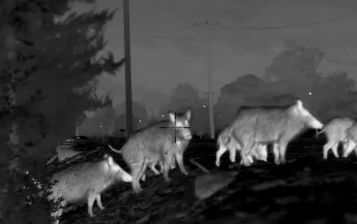 Giant Tusker Wild Boar Night Stand Hunt – 5 Days