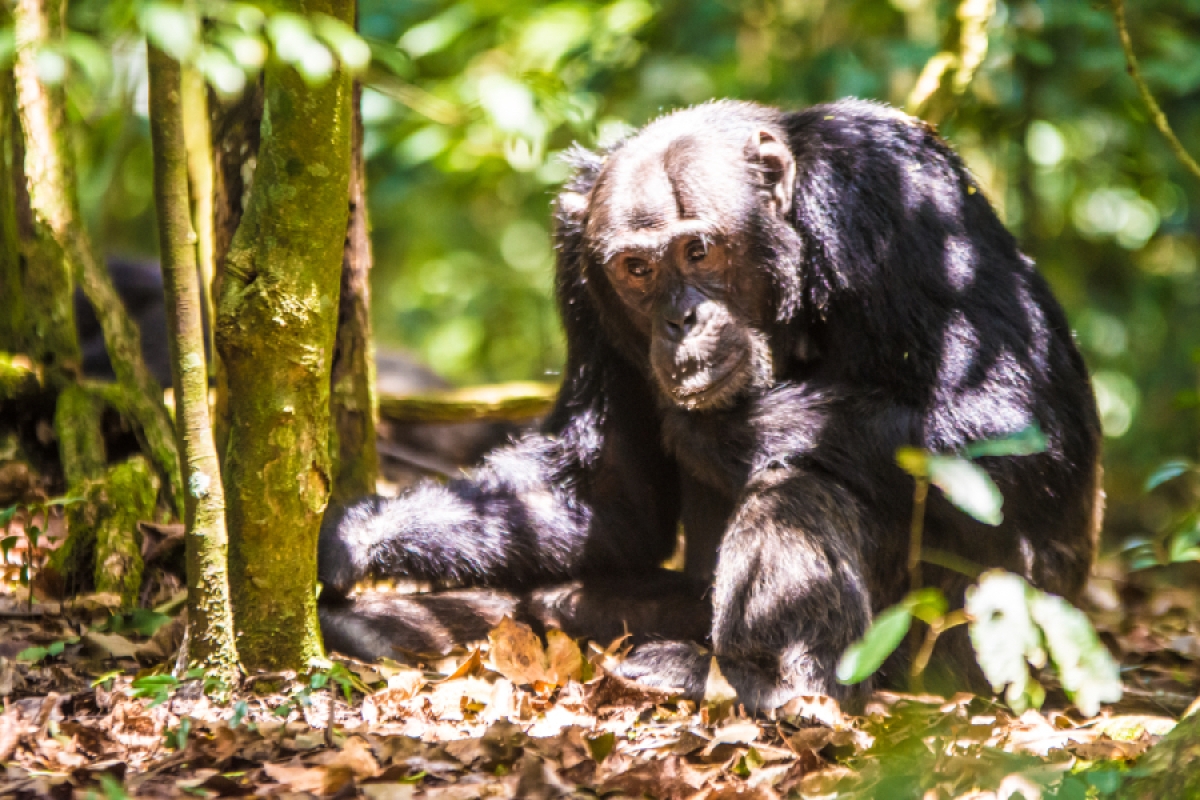 7 Days Gorilla & Chimpanzee Trekking Safari to Uganda
