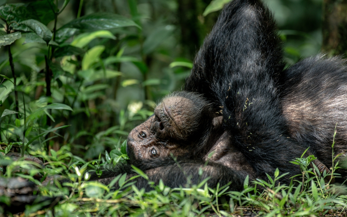4 Days Chimpanzee Trekking Safari to Kibale National Park