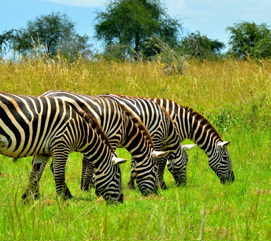 21 Days Primate Wildlife Safari to Uganda
