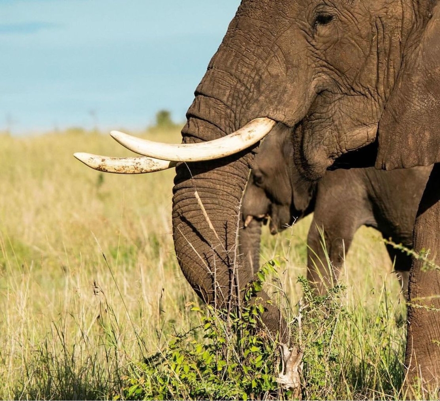 Serengeti Safaris (Arusha, Lake Manyara, Serengeti & Ngorongoro)