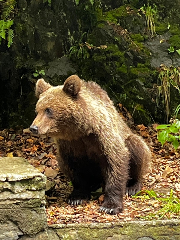 Encounter Dracula’s Legend and Majestic Brown Bears: A Thrilling Transylvanian Adventure