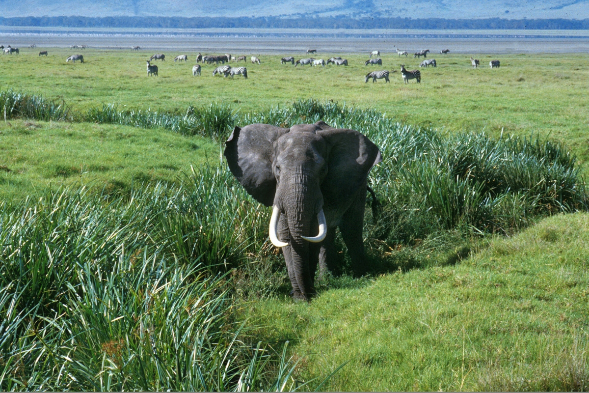 Ngorongoro Crater From Karatu 