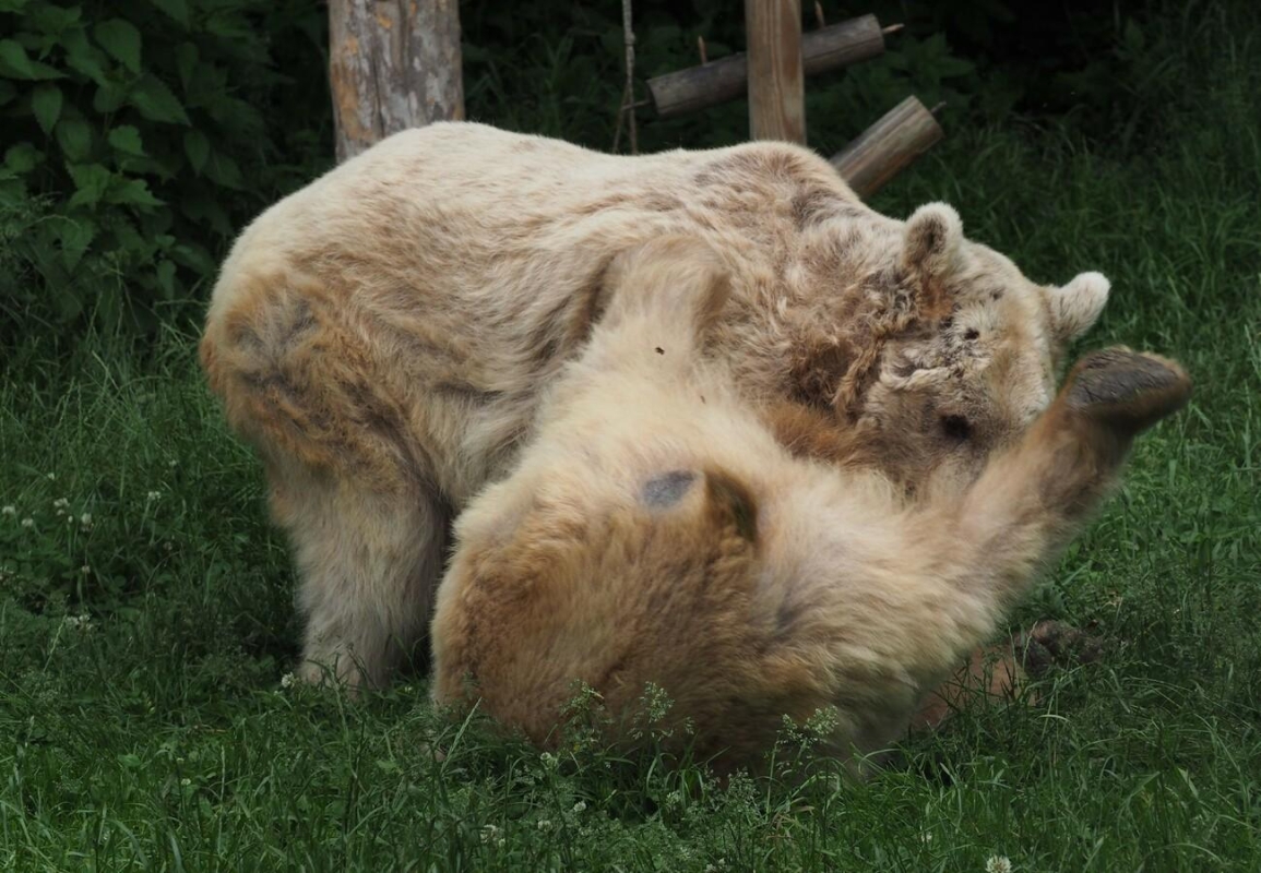 Meet the Bears: A family daily trip from Tirana to Prishtina(Bear Sanctuary)