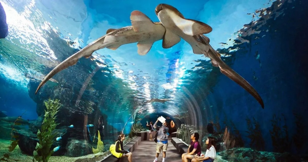 Only Ticket Entrance Fee Underwater World Pattaya