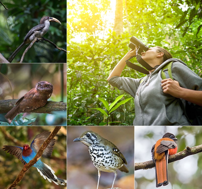 Feathered Trails Expedition