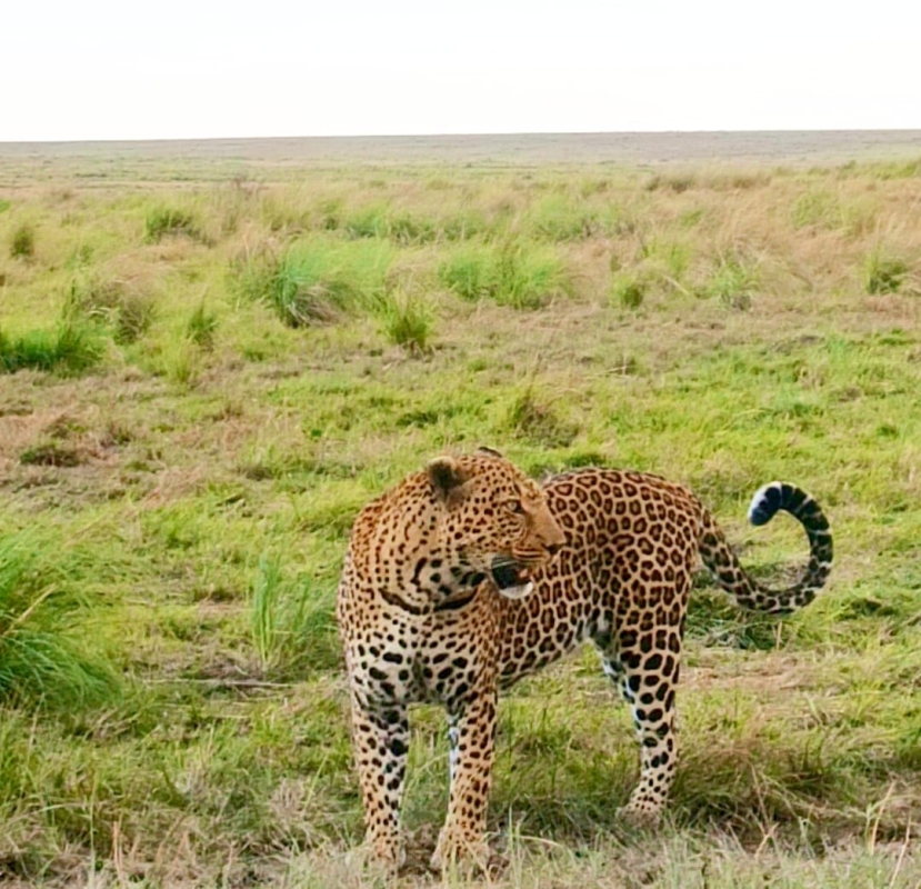 Wonders Of Kenya Safari